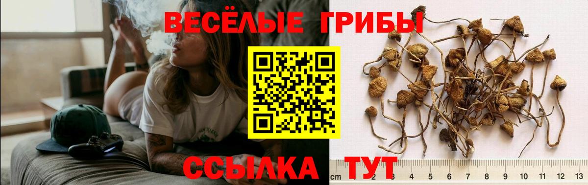 как найти   Псилоцибиновые грибы Magic Shrooms  Вход с VPN  Ухта 